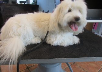 Hundesalon alt for hunden - før og efter Rollo