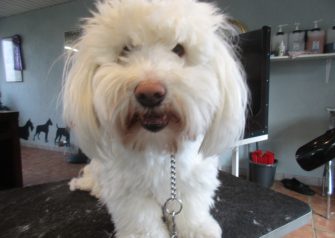 Hundesalon alt for hunden - før og efter Sofus