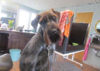 Hundesalon alt for hunden - før og efter Thor