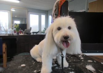 Hundesalon alt for hunden - før og efter Rollo