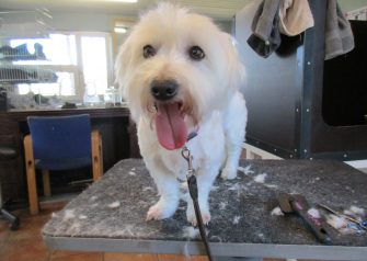 Hundesalon alt for hunden - før og efter Alma
