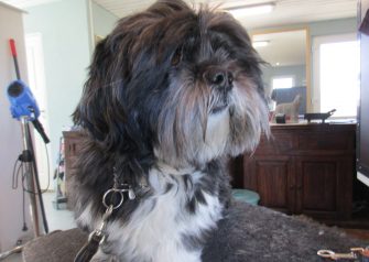 Hundesalon alt for hunden - før og efter Buster