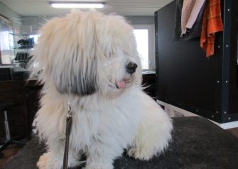Hundesalon alt for hunden - før og efter Gizmo