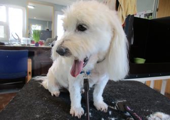 Hundesalon alt for hunden - før og efter Zippo