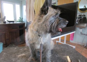 Hundesalon alt for hunden - før og efter Alfi