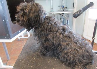 Hundesalon alt for hunden - før og efter Chika