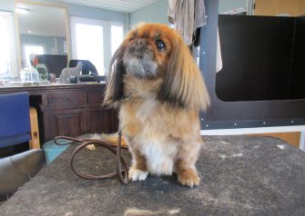 Hundesalon alt for hunden - før og efter Molly