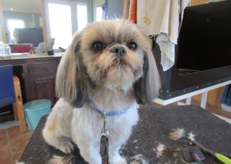 Hundesalon alt for hunden - før og efter Guffe