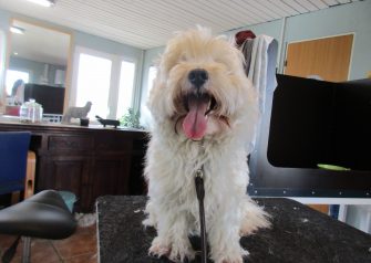 Hundesalon alt for hunden - før og efter Anton