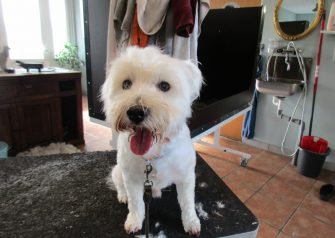 Hundesalon alt for hunden - før og efter Anton