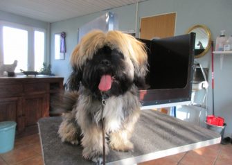 Hundesalon alt for hunden - før og efter Emil