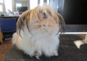 Hundesalon alt for hunden - før og efter Bella