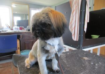 Hundesalon alt for hunden - før og efter Emil