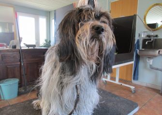 Hundesalon alt for hunden - før og efter Cika