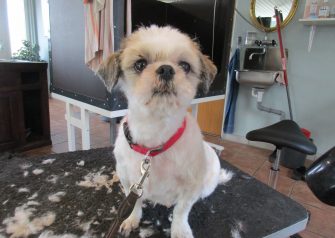 Hundesalon alt for hunden - før og efter Bella