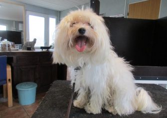 Hundesalon alt for hunden - før og efter Konrad