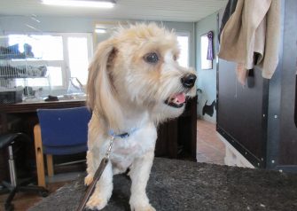 Hundesalon alt for hunden - før og efter Loui