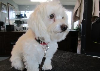 Hundesalon alt for hunden - før og efter Liva