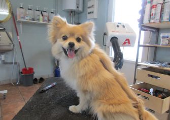 Hundesalon alt for hunden - før og efter Trunde