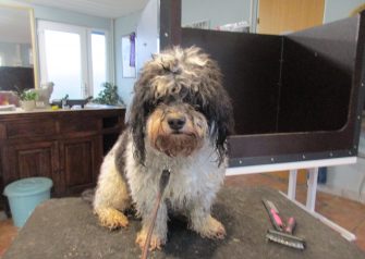 Hundesalon alt for hunden - før og efter Togan