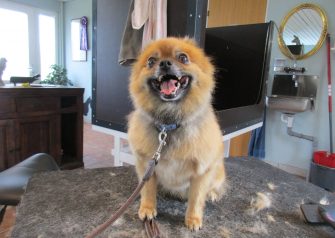 Hundesalon alt for hunden - før og efter Jami