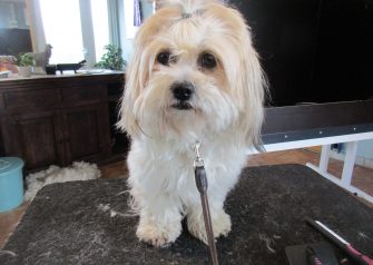 Hundesalon alt for hunden - før og efter Karla