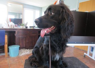 Hundesalon alt for hunden - før og efter Joey