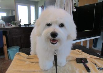 Hundesalon alt for hunden - før og efter Vaks