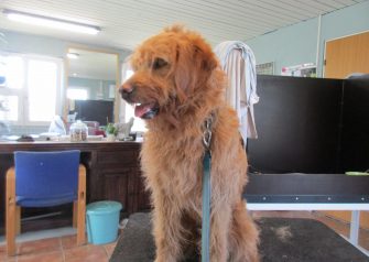 Hundesalon alt for hunden - før og efter Jens