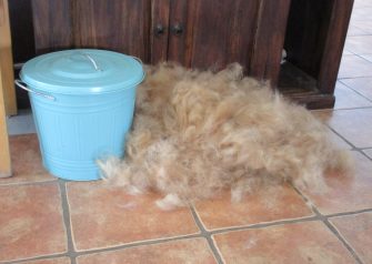 Hundesalon alt for hunden - før og efter Jens