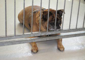 Hundesalon alt for hunden - før og efter Alfred
