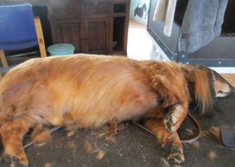 Hundesalon alt for hunden - før og efter Gizmo