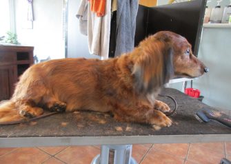 Hundesalon alt for hunden - før og efter Gizmo