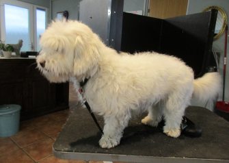 Hundesalon alt for hunden - før og efter Anna