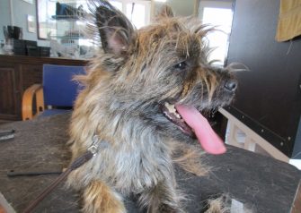 Hundesalon alt for hunden - før og efter Buller