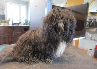 Hundesalon alt for hunden - før og efter Odin