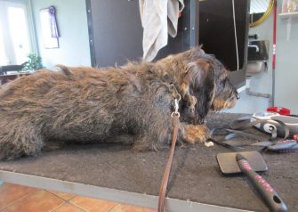 Hundesalon alt for hunden - før og efter Bella