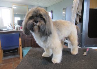 Hundesalon alt for hunden - før og efter Aslan