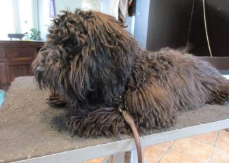 Hundesalon alt for hunden - før og efter Theo