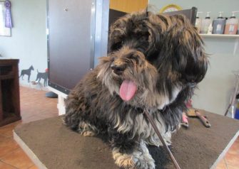 Hundesalon alt for hunden - før og efter Felix