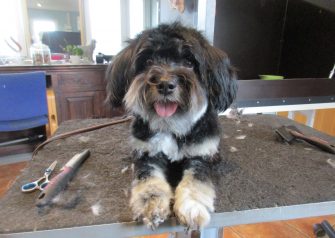 Hundesalon alt for hunden - før og efter Felix