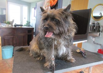 Hundesalon alt for hunden - før og efter Bob