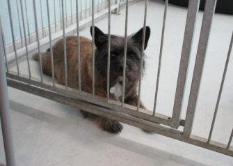 Hundesalon alt for hunden - før og efter Bob