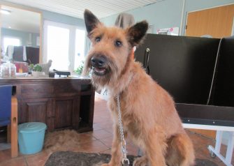 Hundesalon alt for hunden - før og efter Amy