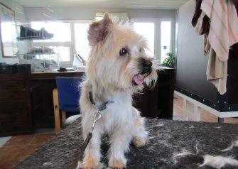 Hundesalon alt for hunden - før og efter Pepe