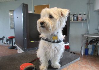 Hundesalon alt for hunden - før og efter Bette
