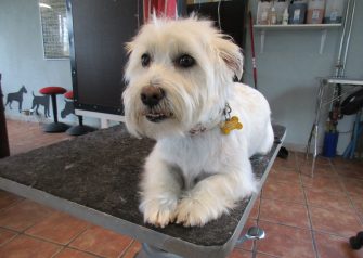 Hundesalon alt for hunden - før og efter Bette