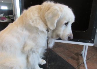 Hundesalon alt for hunden - før og efter Jack
