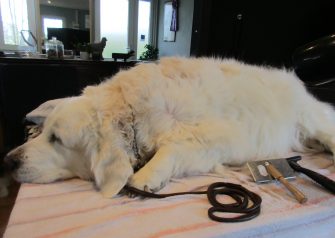 Hundesalon alt for hunden - før og efter Jack