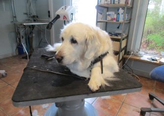 Hundesalon alt for hunden - før og efter Jack